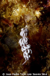 A species less often seen, Favorinus branchialis, which m... by Joao Pedro Tojal Loia Soares Silva 